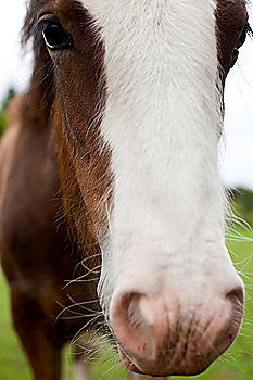 Similar – Portrait of an Icelandic pony