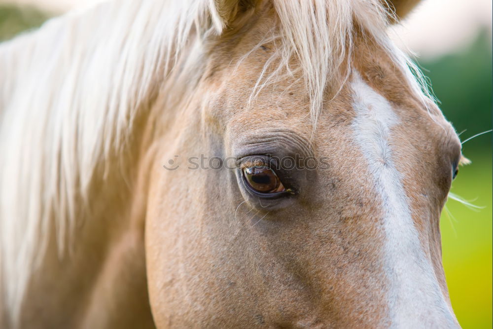 Similar – Image, Stock Photo humans in animals Horse