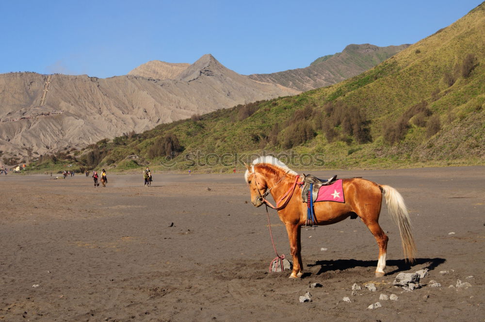 Similar – Image, Stock Photo whitehorse Horse Blue sky