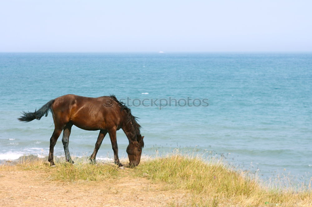 Similar – Image, Stock Photo free dromedary near the sea