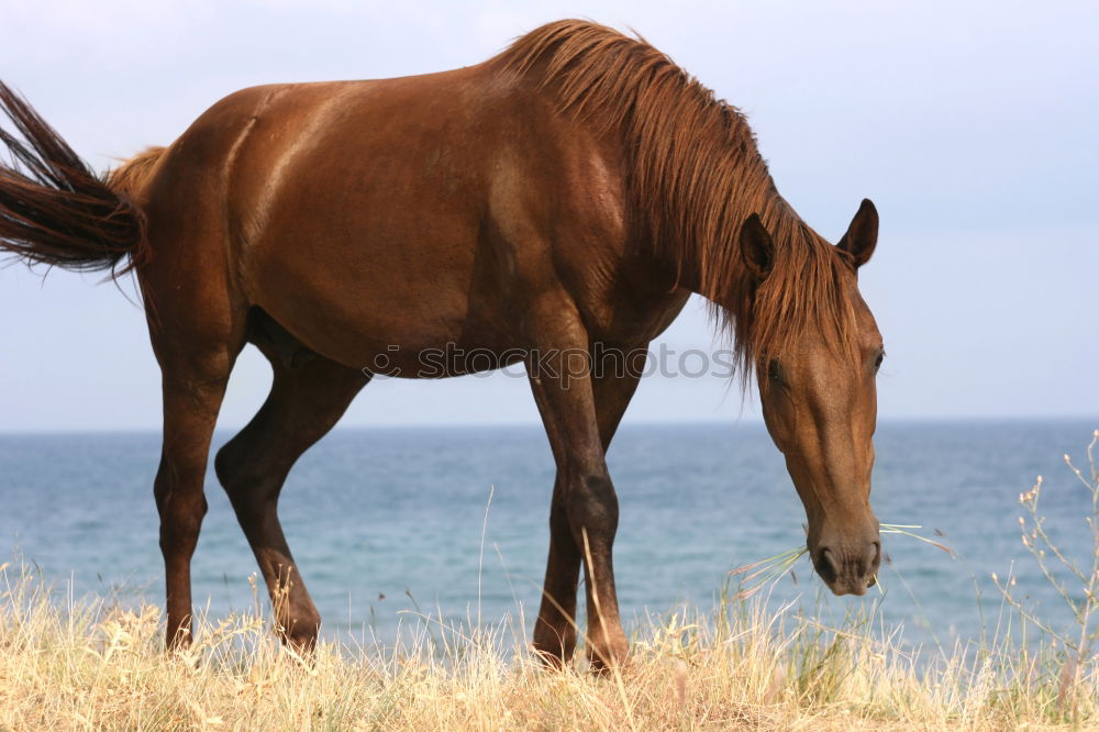 Similar – Celestine Horse Animal