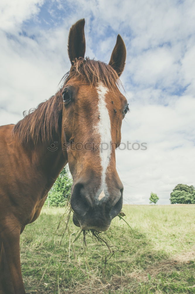 Lonely. Animal Horse