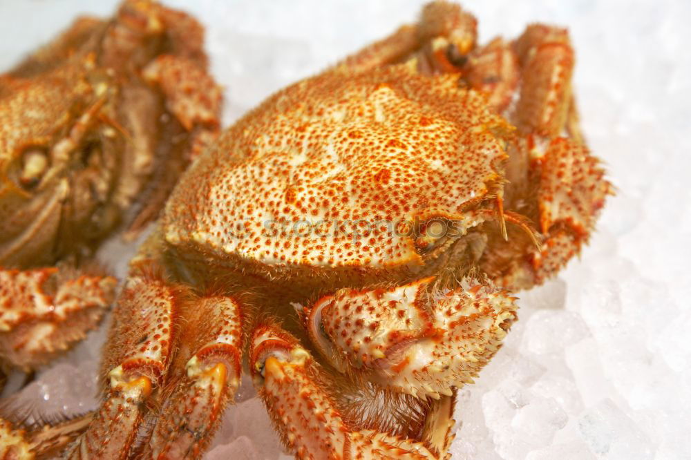 Similar – Image, Stock Photo hungry Shrimp Ocean Animal