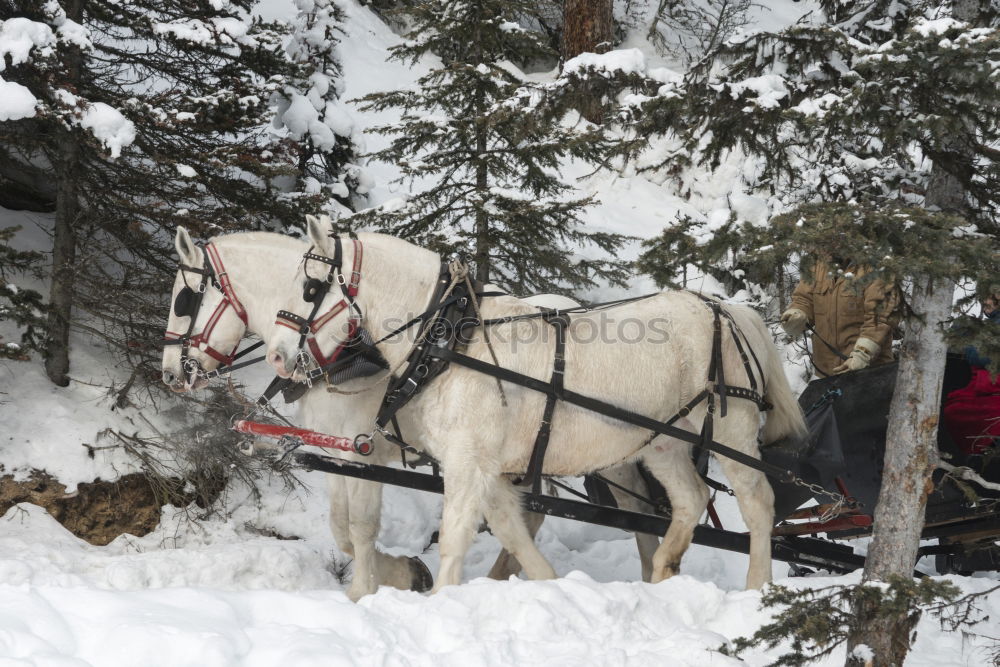 carriage ride Trip Winter