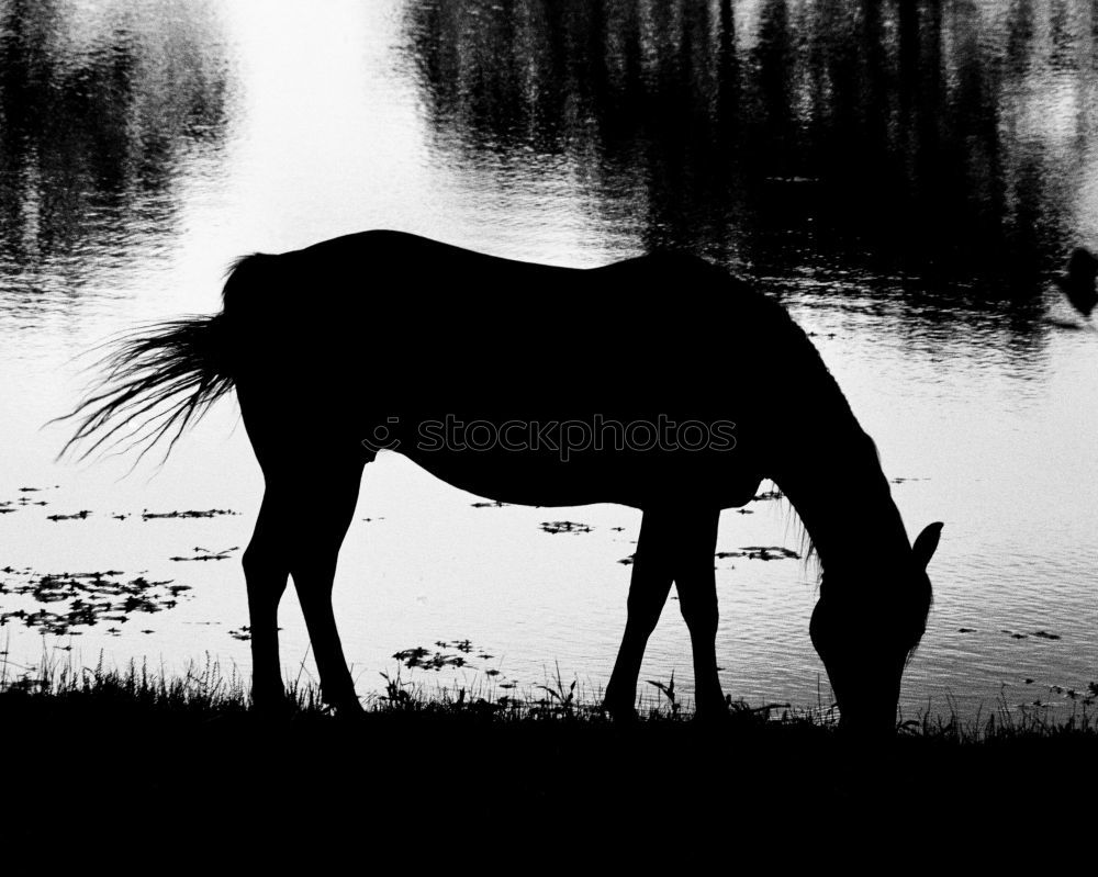 Similar – Foto Bild bourrin Geschirr Reitsport