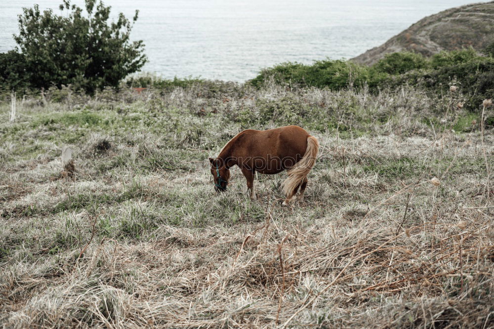 Similar – Pitztal cows Mountain