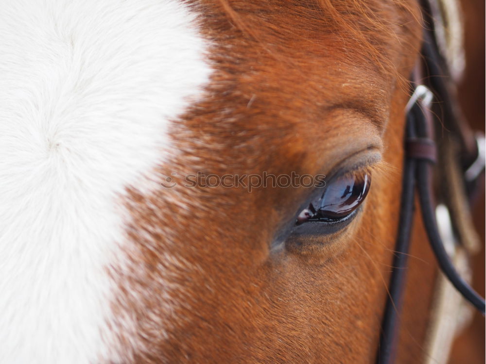 Similar – Image, Stock Photo humans in animals Horse