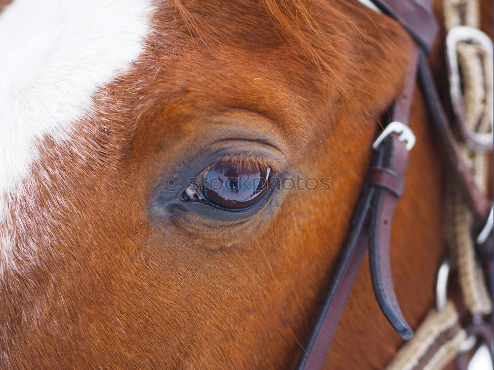 Similar – Image, Stock Photo humans in animals Horse