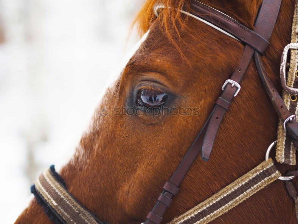 Similar – Image, Stock Photo Icelanders