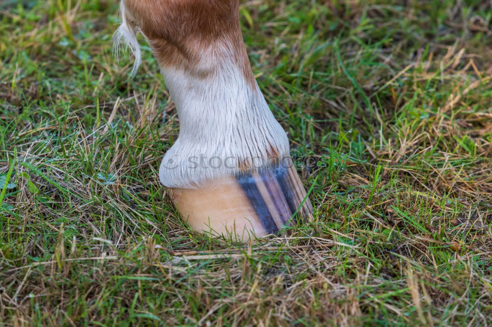 Similar – Image, Stock Photo A piece of dog III Grass