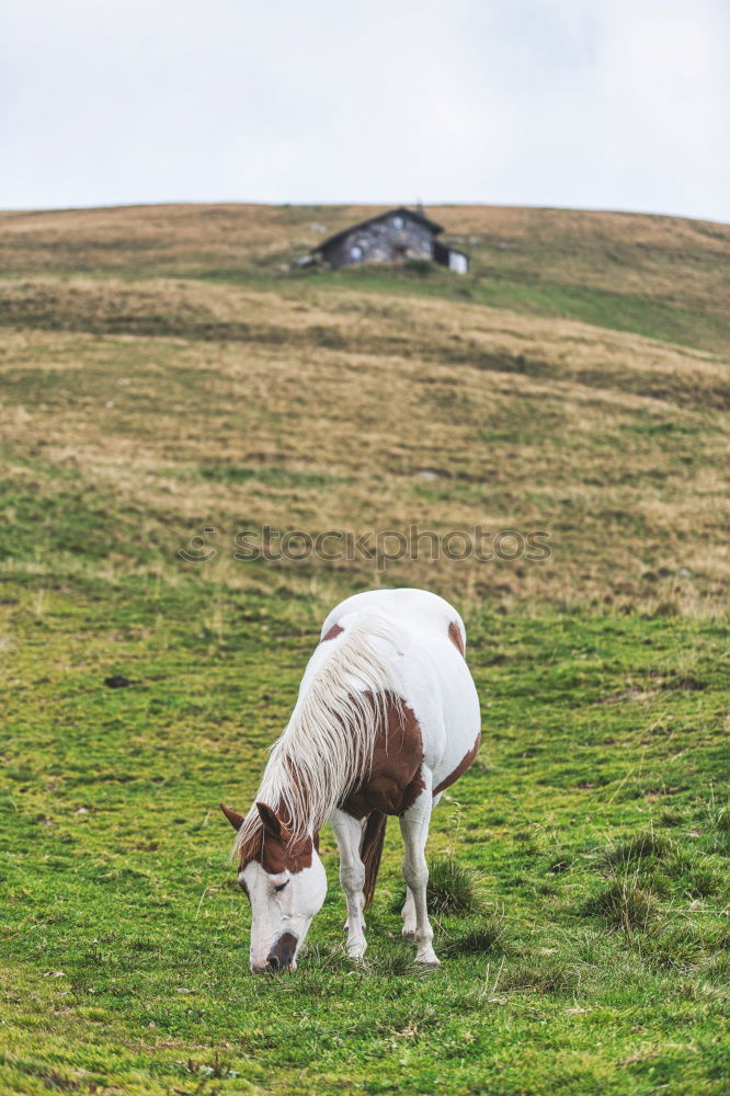 Similar – Image, Stock Photo End time mood in the Dolomites