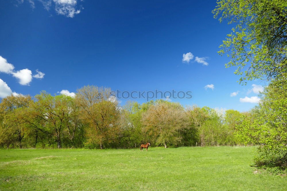 Similar – Image, Stock Photo Flowering forsythia in the garden or park