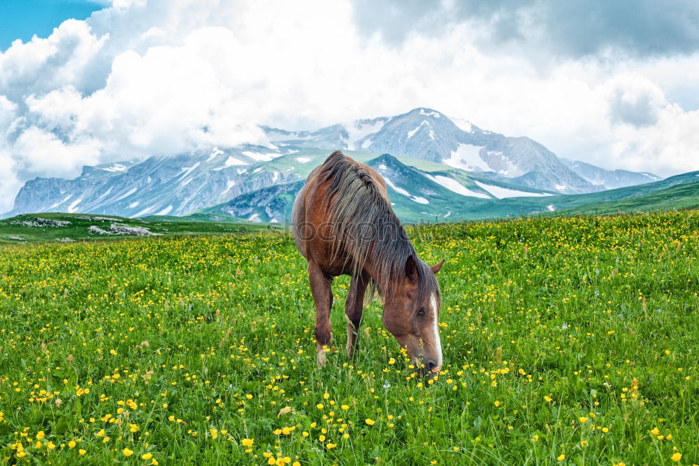 Similar – Image, Stock Photo Swiss cow model Cheese