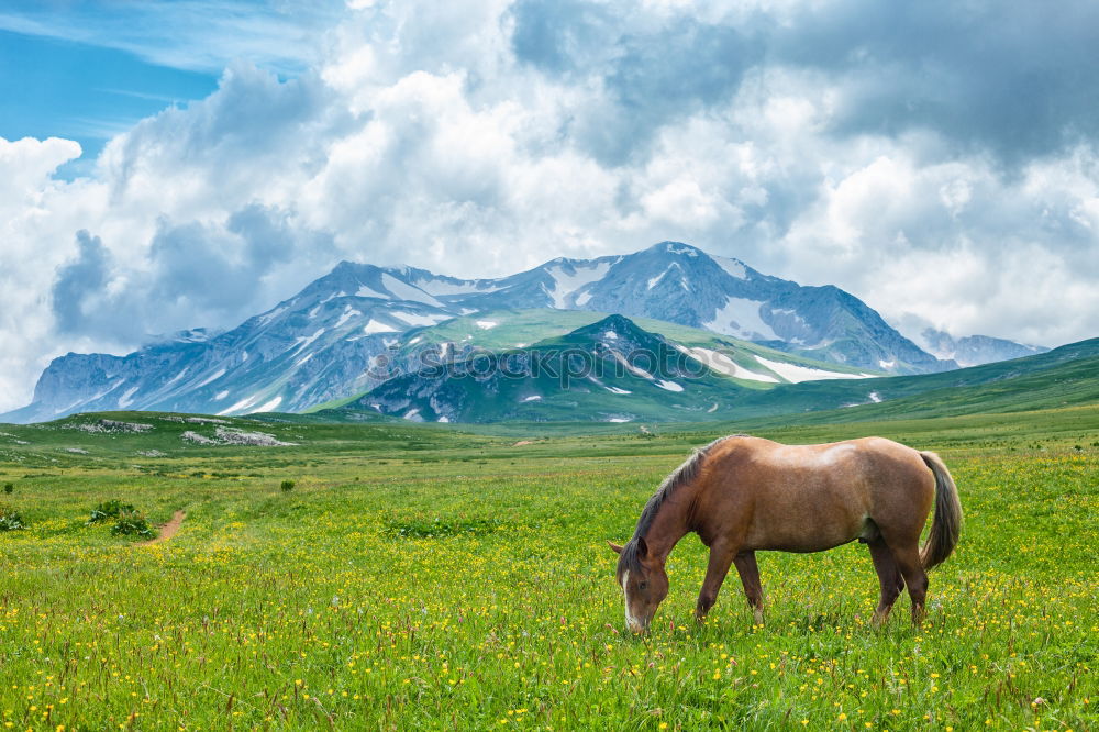 Similar – Image, Stock Photo View over valley from the horse back, Kyrgyzstan