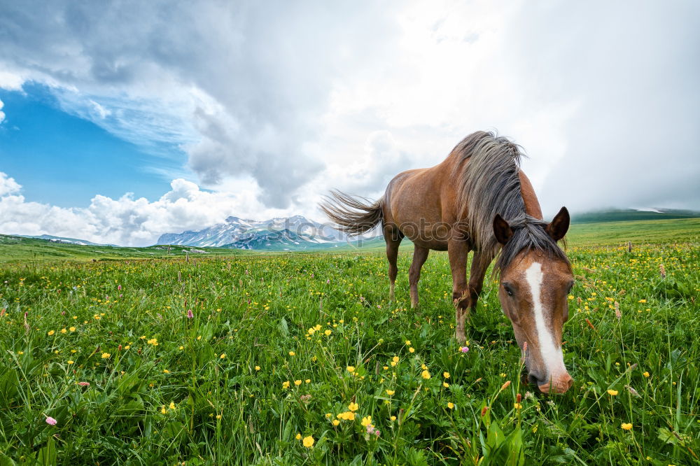 Similar – Image, Stock Photo horse whispering