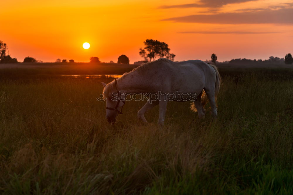 Similar – Two ponies playing Summer