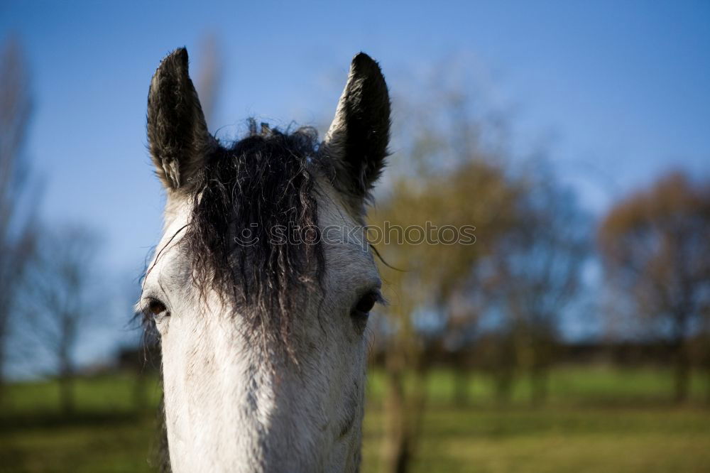 Similar – Image, Stock Photo Horse with photo horns