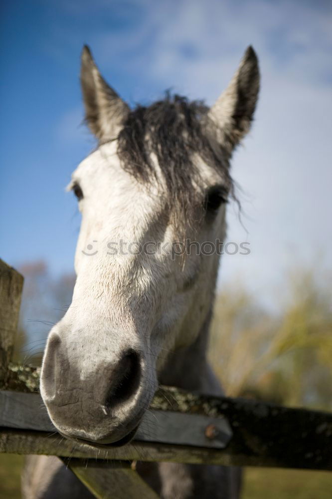 Image, Stock Photo snoopy Willow tree Grass