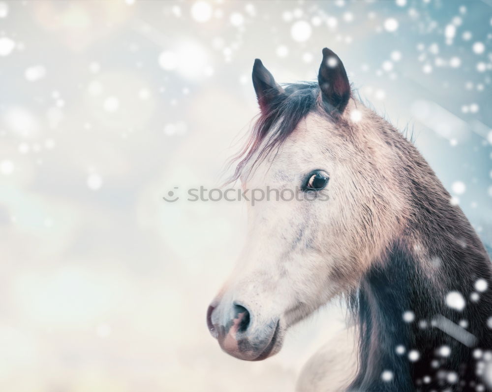 Similar – Image, Stock Photo Winter horse Lifestyle