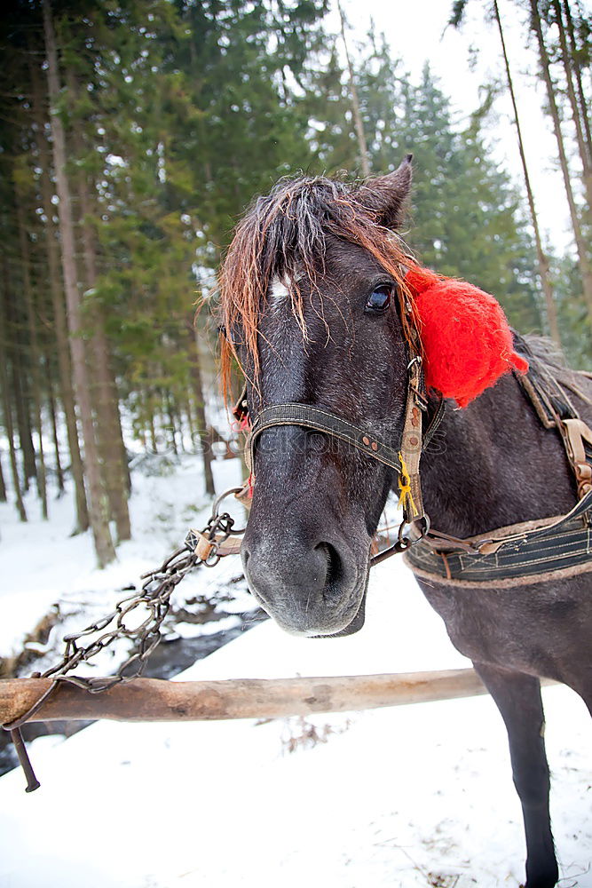 Similar – carriage ride Trip Winter