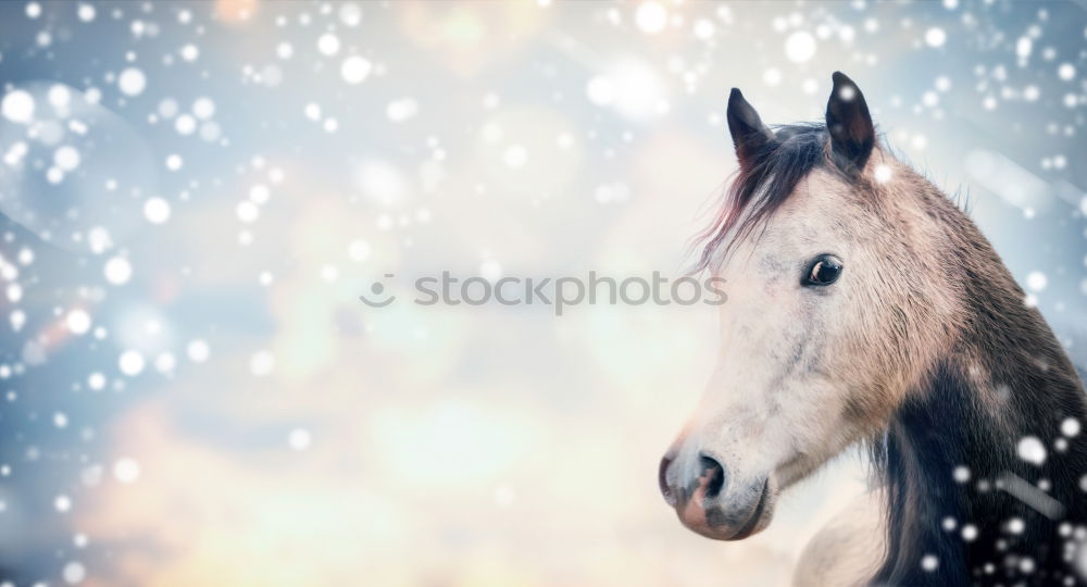 Similar – Image, Stock Photo Winter horse Lifestyle