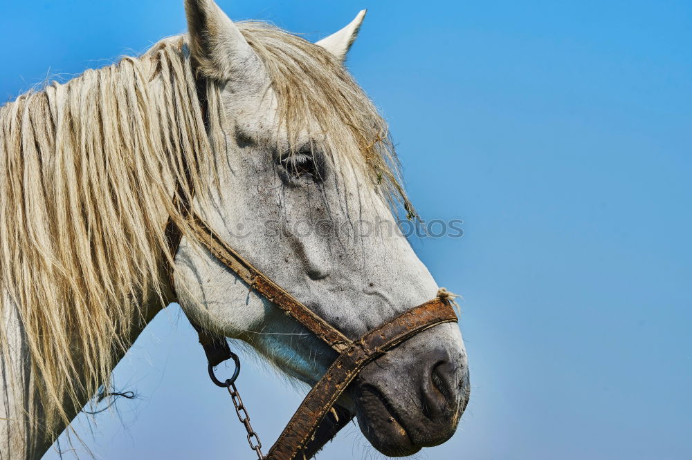 Similar – Image, Stock Photo Pony in the sky Horse