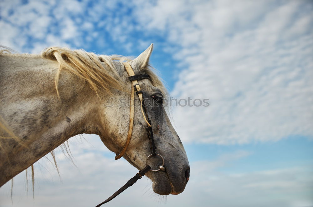 Similar – top model Mountain Nature