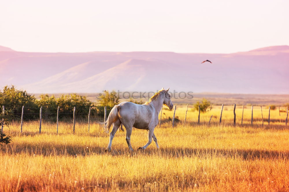 Similar – Landscape of horses on the grasslands