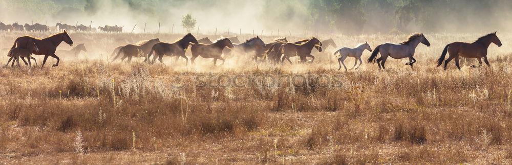 Similar – Flock of sheep at sunset