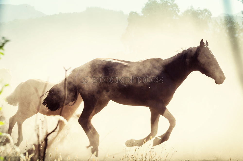 Similar – Foto Bild Toby Hund Momentaufnahme