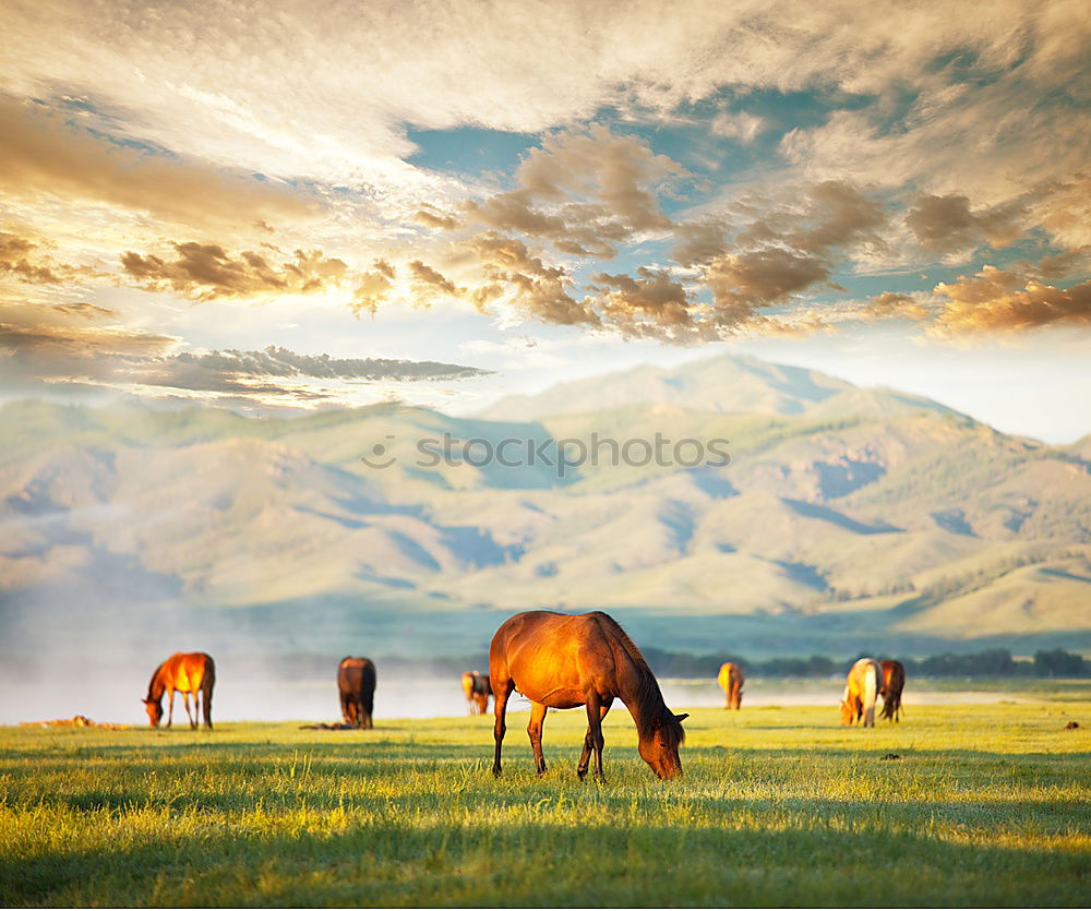 Landscape of horses on the grasslands