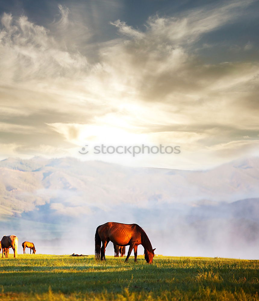 Similar – Landscape of horses on the grasslands