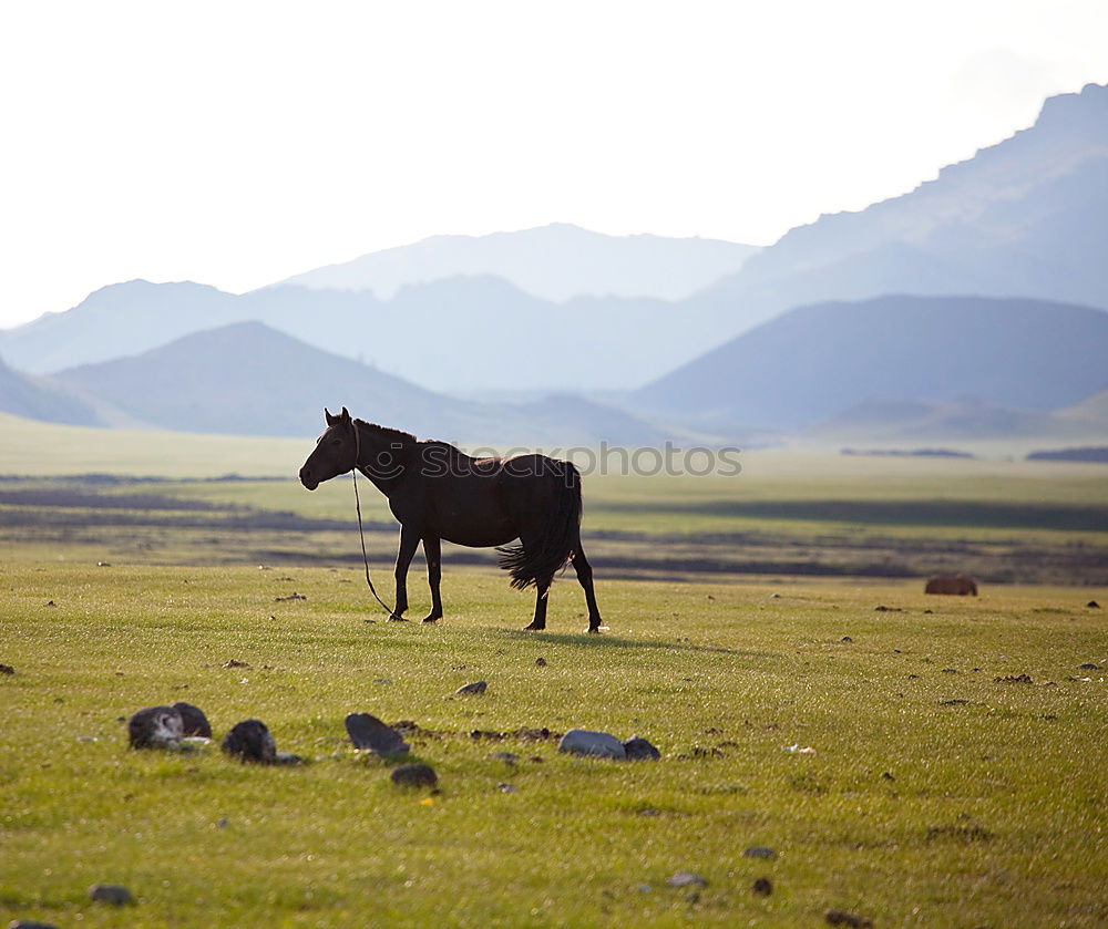 Similar – Horser in the mountains