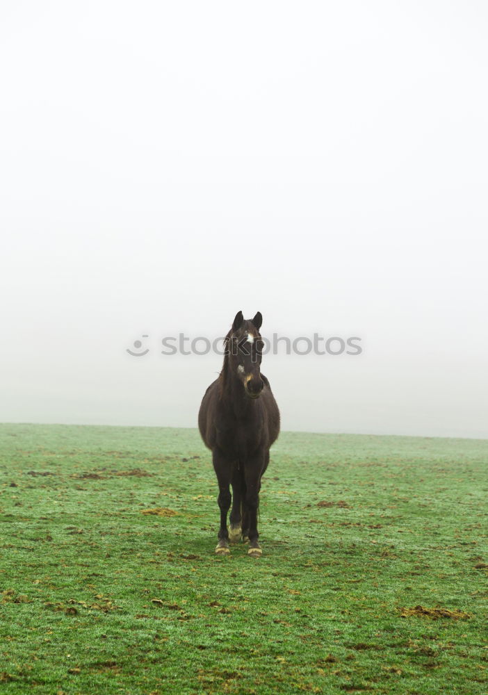 Horse in the fog on a meadow