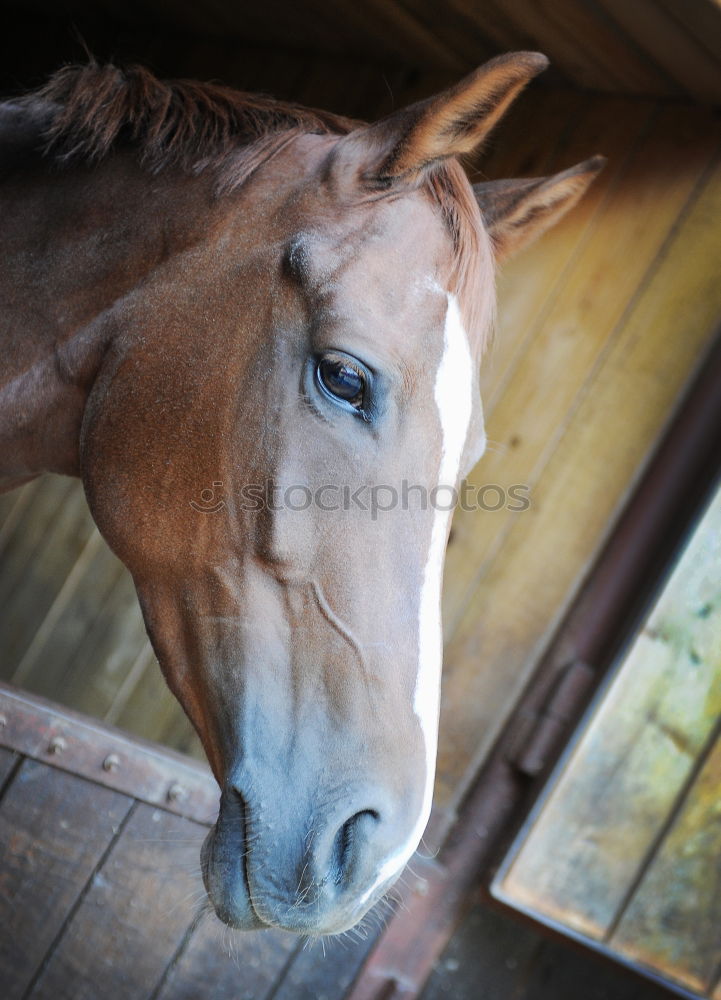 Similar – Image, Stock Photo A grin on the horse’s face