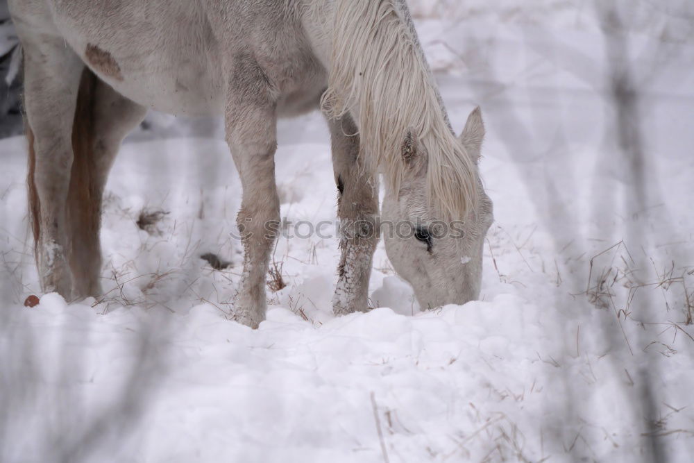 Similar – Foto Bild Zwei Personen reiten Pferde im Winter