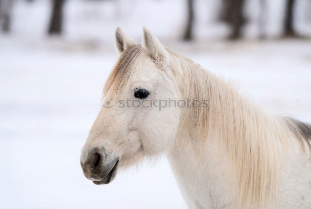 Similar – Image, Stock Photo Horse in snowy paddock