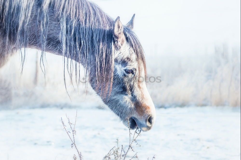 Blue Mountains Horse