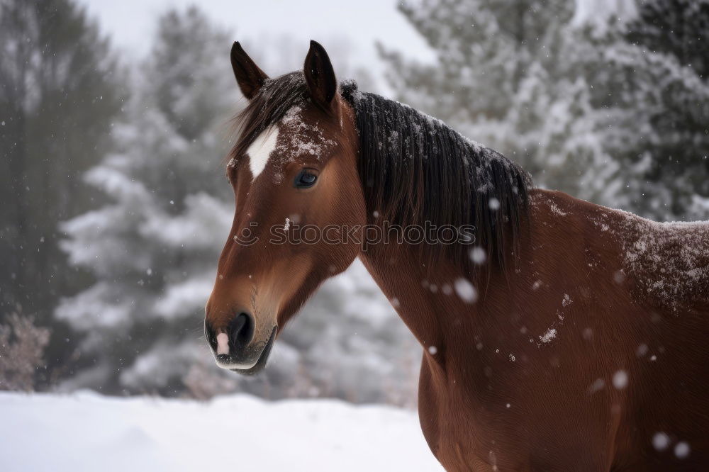 Similar – Image, Stock Photo Horse in snowy paddock