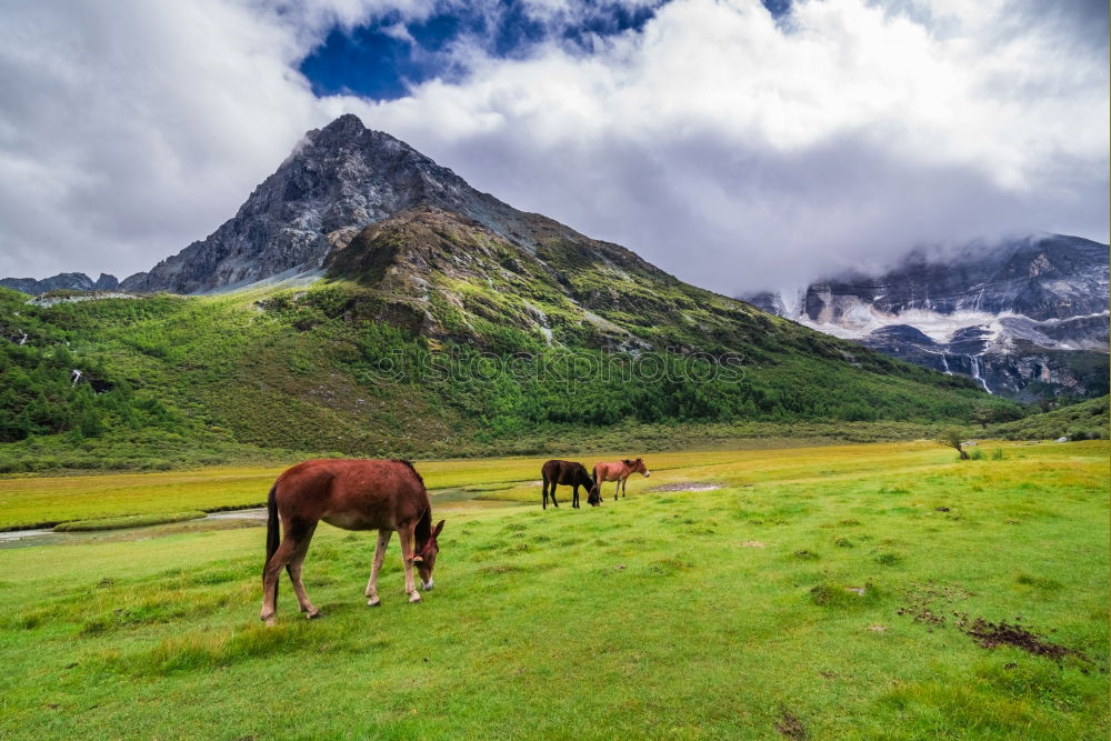 Similar – Image, Stock Photo View over valley from the horse back, Kyrgyzstan