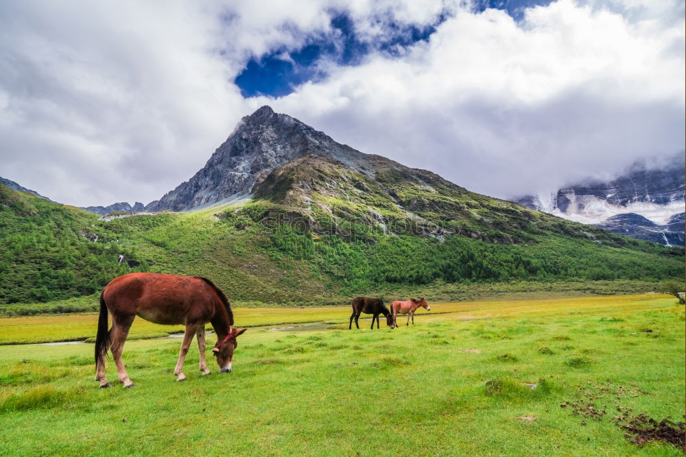 Similar – Portrait: Lying Alpine cow