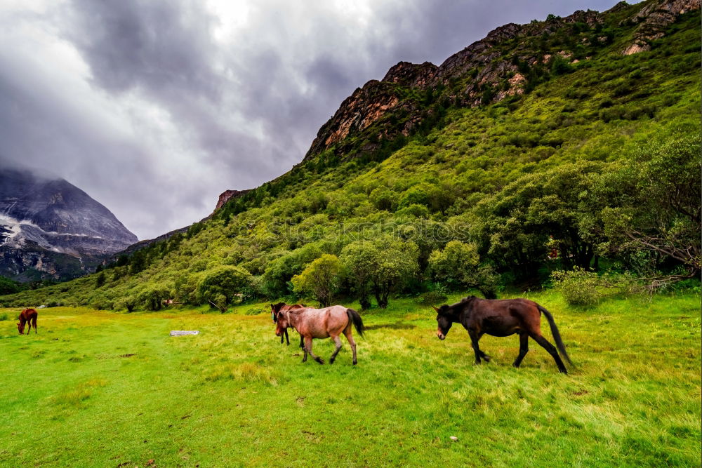 Similar – Image, Stock Photo Horse pasturing on meadow