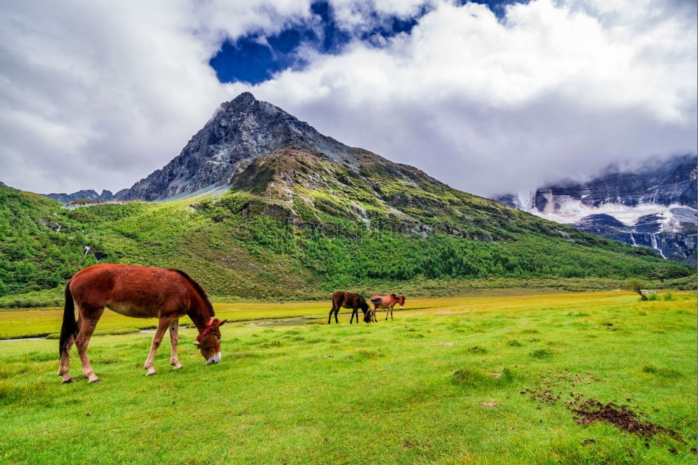 Similar – Portrait: Lying Alpine cow