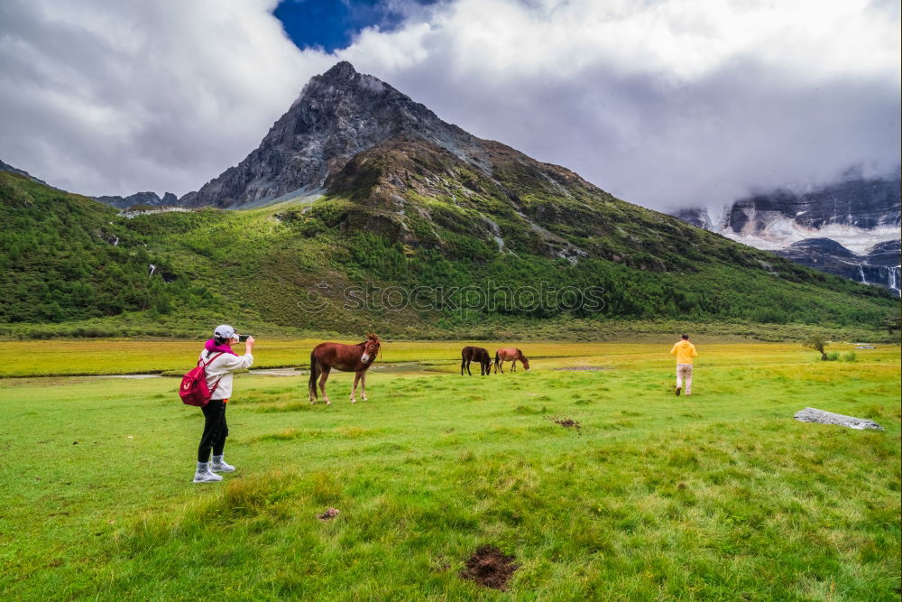 Similar – Image, Stock Photo Horse pasturing on meadow