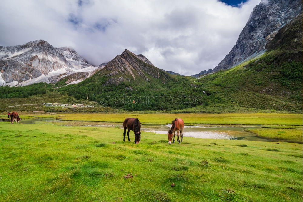 Similar – Guanaco Herd Animal