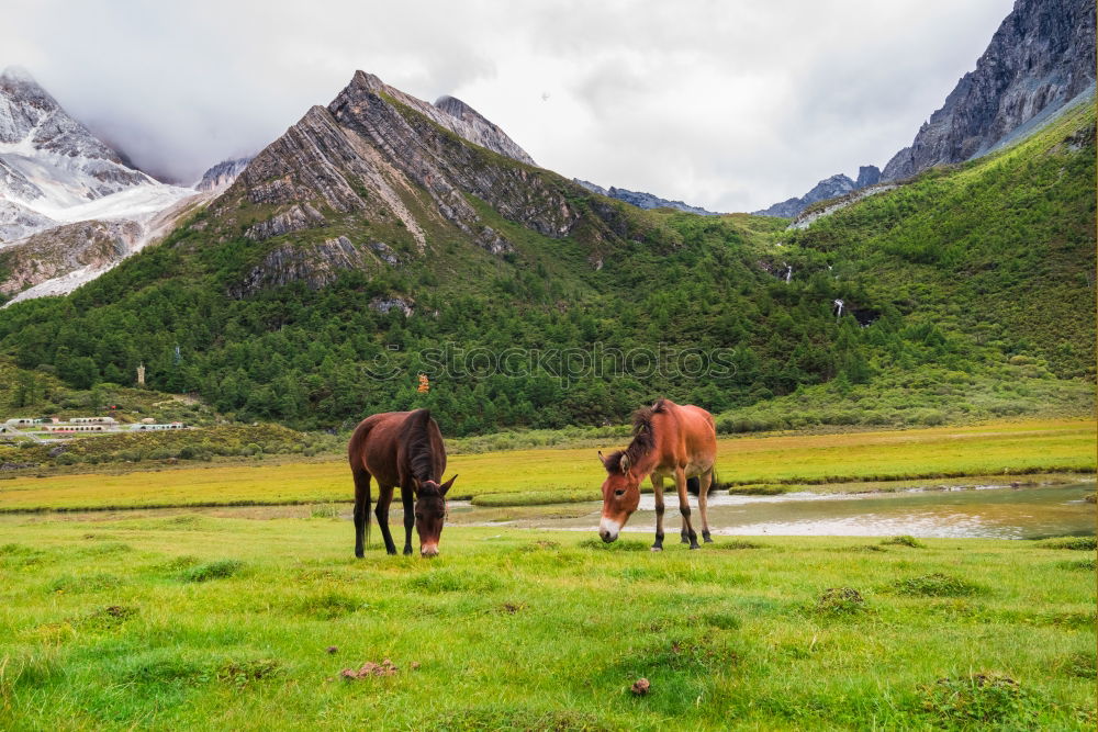 Similar – Image, Stock Photo View over valley from the horse back, Kyrgyzstan