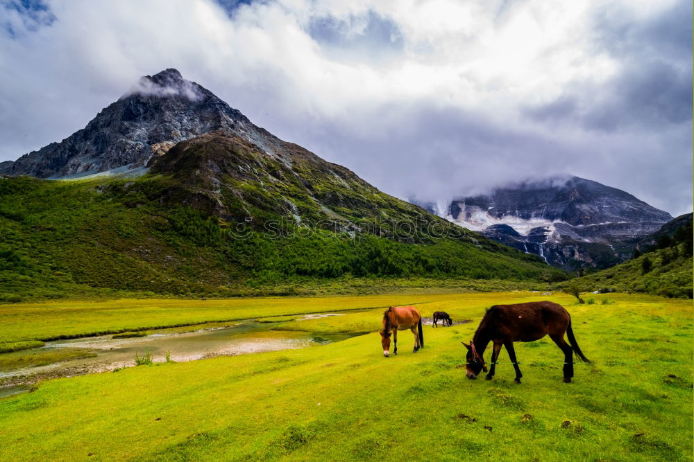 Similar – Horses on winter mountains