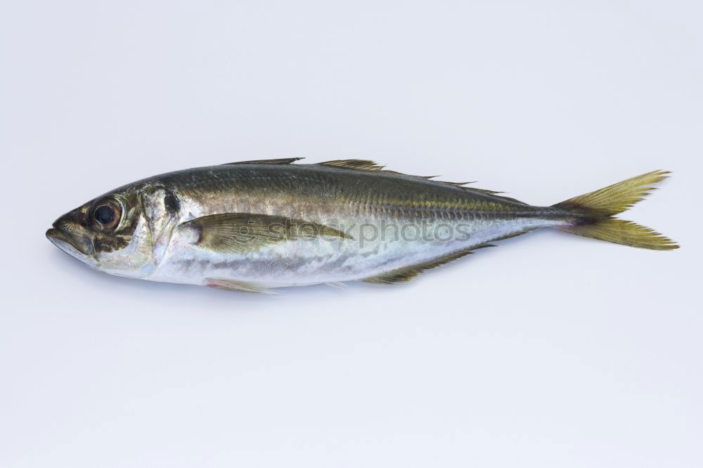 Similar – Image, Stock Photo mackerel Food Fish Seafood
