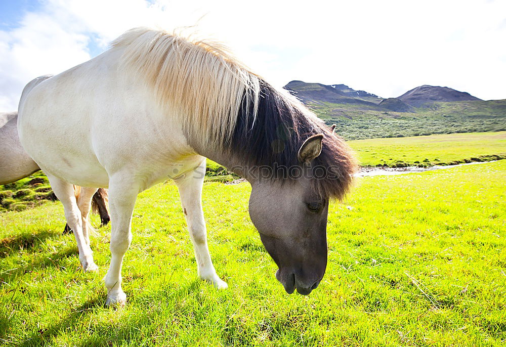 Similar – Image, Stock Photo sea apple Horse Tails Firm