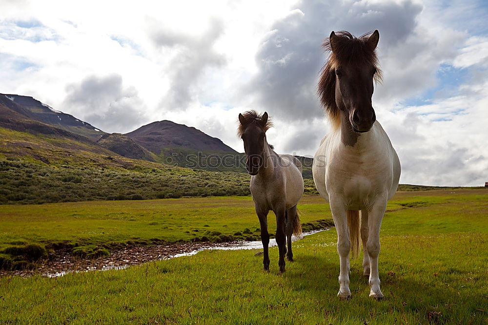 Similar – Image, Stock Photo Icelandic horses Horse